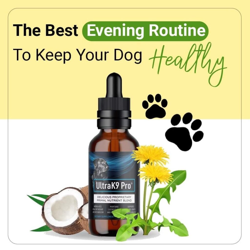 dog's health