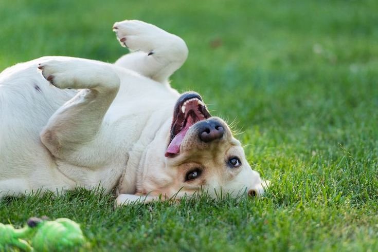 dog constipation