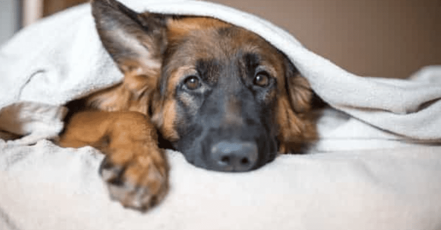 dog constipation