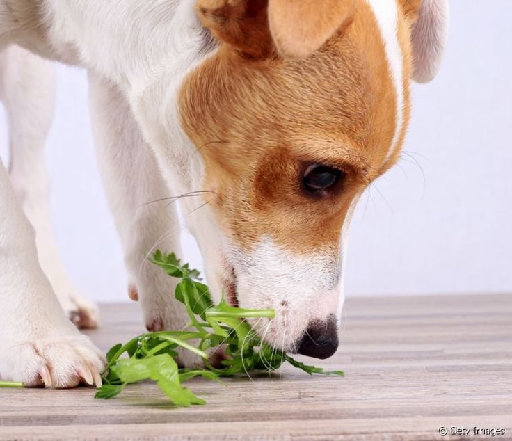 dog constipation