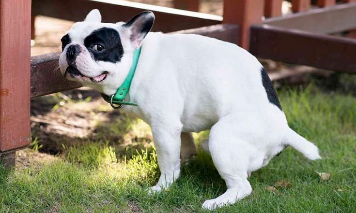 dog constipation