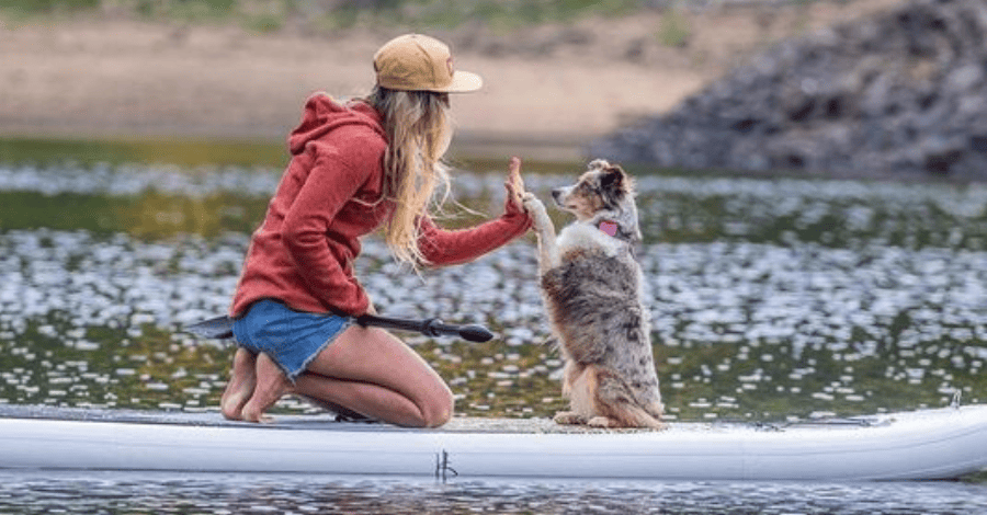 dog's health
