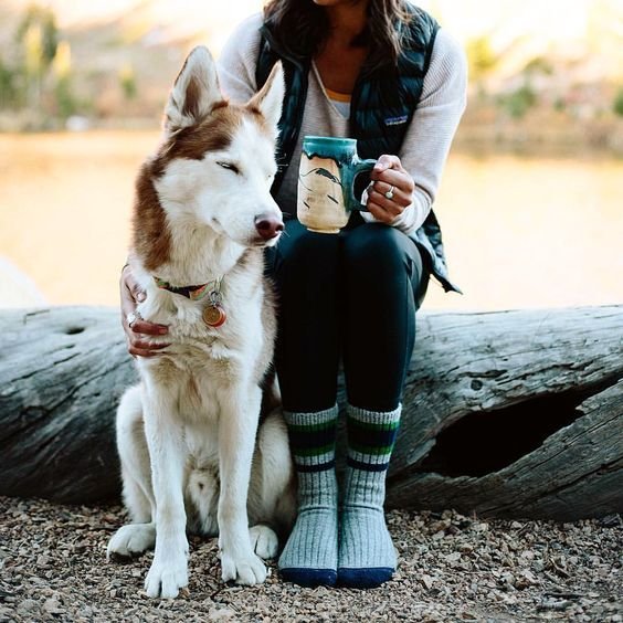 dog's health