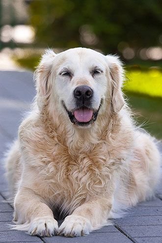 dog's health