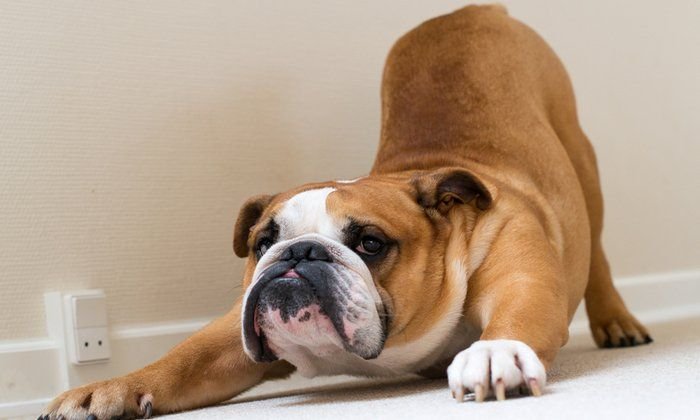 dog's health
