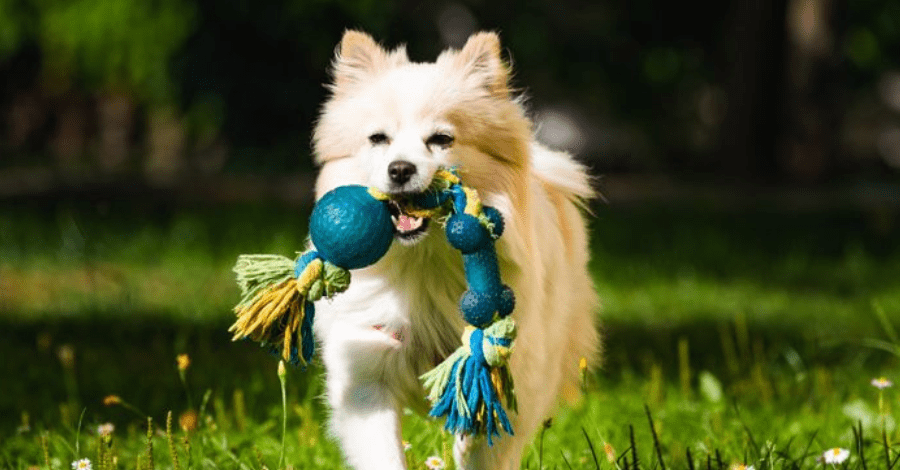 interactive dog toys